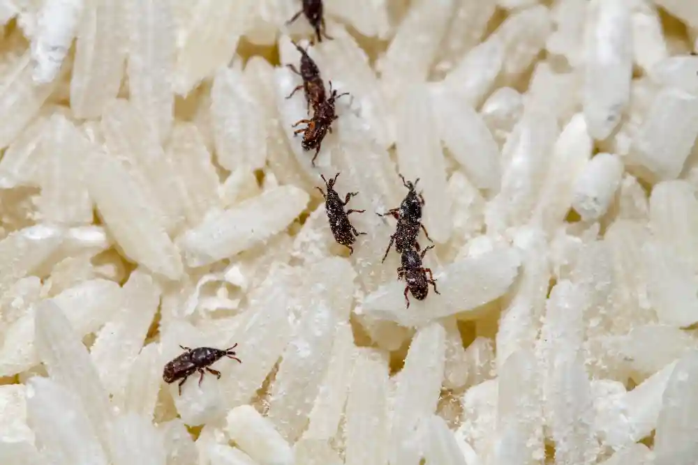 Controle de Pragas de Grãos Armazenados em Natal