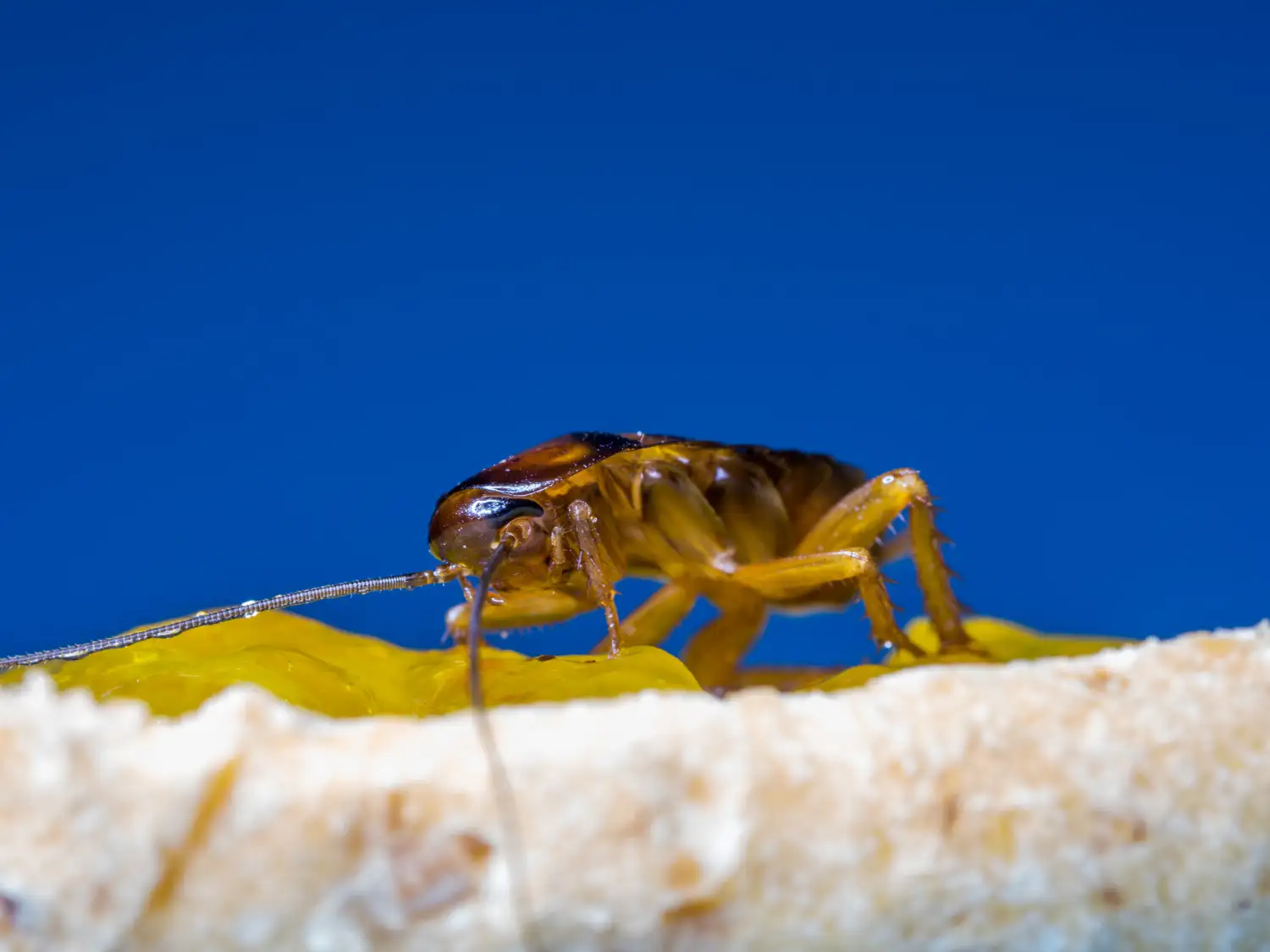 Dedetização de Baratas em Natal // Controle de Baratas em Natal