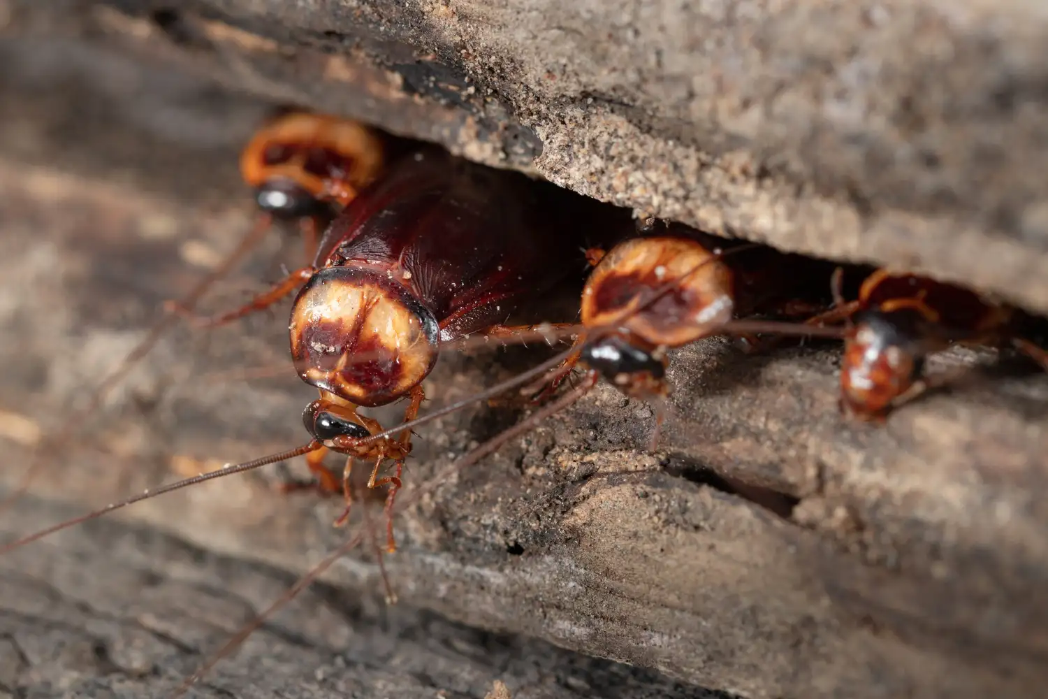 Baratas | Conheça Sobre as Baratas e Como Evitar | Controle de Pragas