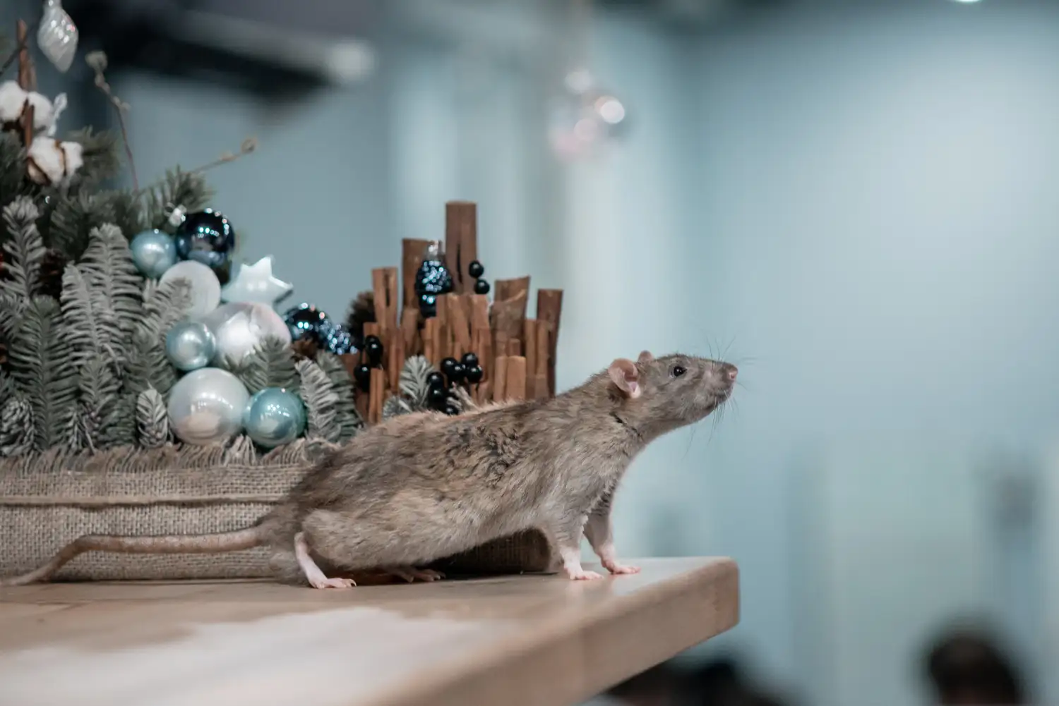 Dedetização de Ratos em Natal // Desratização - Natal