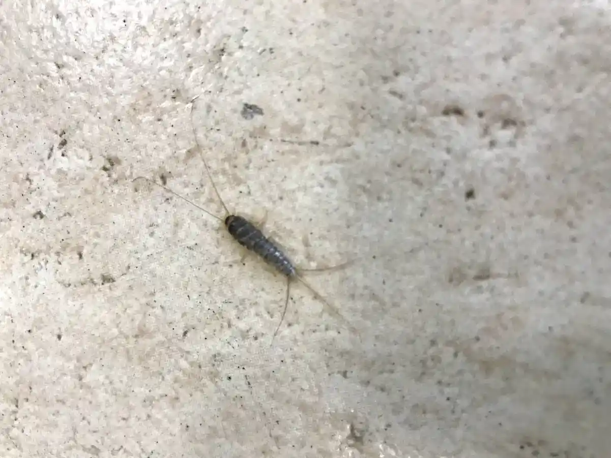 Traças | Conheça as Traças | Dedetização e Controle de Traças