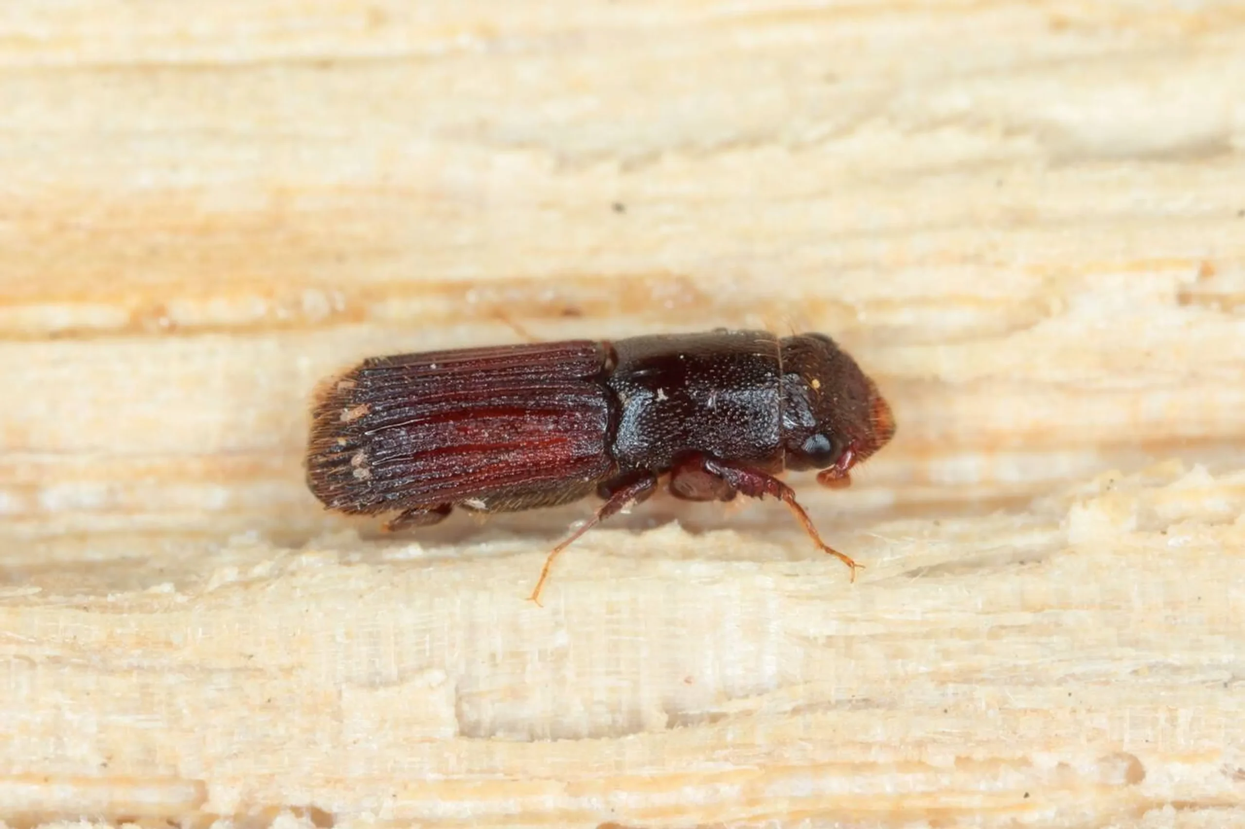 Brocas de Madeira | Como evitar as Brocas de Madeira | Ciclo e Biologia