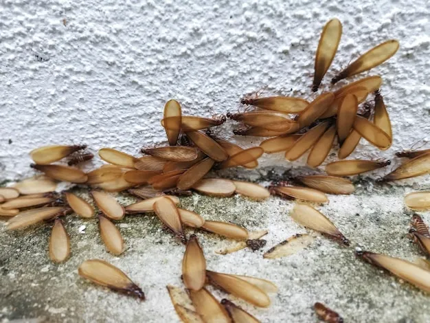 Dedetização de Cupins em Natal // Descupinização em Natal